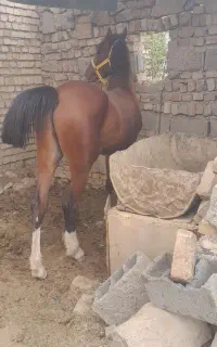 مرکز خرید فروش اسب باری با بهترین قیمت