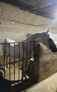 اسب نریان سفید