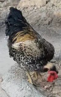 فروش خروس محلی