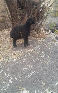 بره و دام زنده