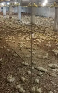 کارگر سادە
