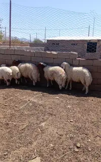 بره نر قوچی