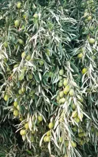 زیتون سبز کنسروالیا و مانزالیا