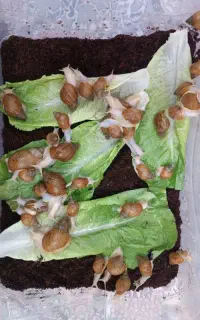فروش تعدادی حلزون