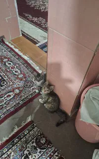 واگذاری رایگان گربه ۳ماهه خونگی