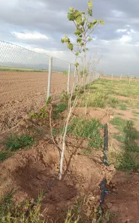 استخدام باغبان