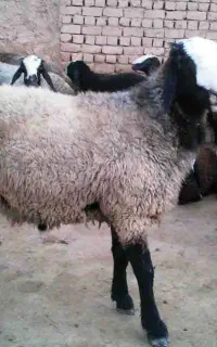 گمشده