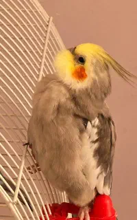 گمشده