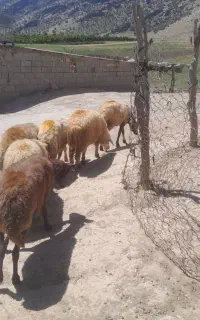 ۴ تامیش ۳تاش یه ماه ابستن جوان یکی از میش چهار بره