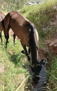 مادیان ۲ ساله