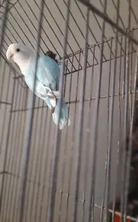 برزیلی ماده عروس نر سخنگو و خرما