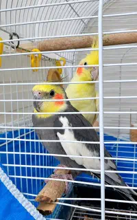 عروس هلندی