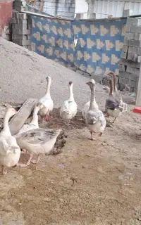 غاز اوکراینی