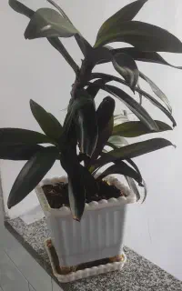 گل طبیعی