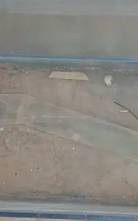 ۲عدد ا کواریوم