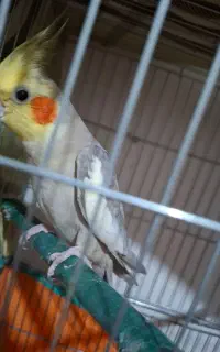 عروس هلندی