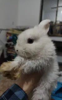 فروش دو عدد خرگوش نژاد دار