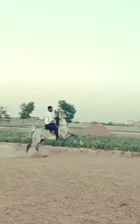 اسب عرب کرد