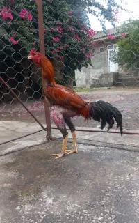 خروس لاری