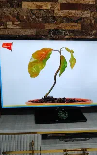 LED40
