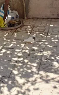 کبوتر طوقی