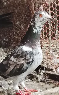 گمشده درکنسی مگسی باسوسک