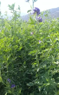 فروش یونجه پرش شده