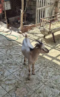 فروش کهره نر سانن