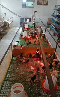جوجه مرغ زینتی و محلی و اردک و گوشتی