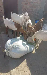 بز سانن