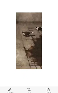 ساده سرخ نر