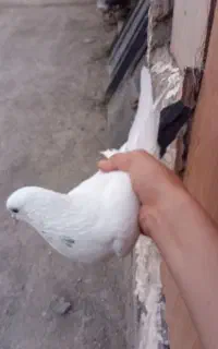 کبوتر