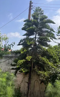 کاج مطبق