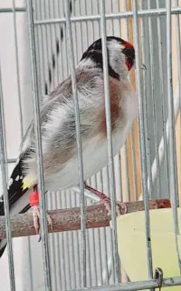سهره مست