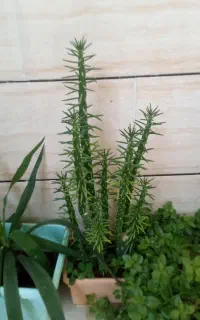گل طبیعی