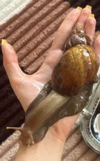 حلزون مولد