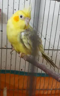 عروس هلندی مرواریدی زعفرانی ماده