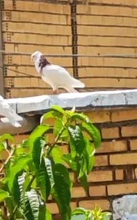فروش کبوتر