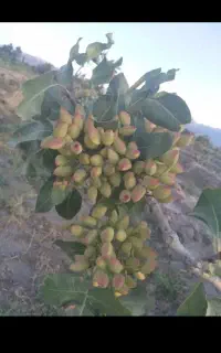 پیوند وکاشت پسته