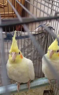 جوجه عروس هلندی