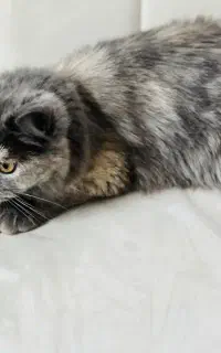 واگذاری گربه نژاد دار و اصیل