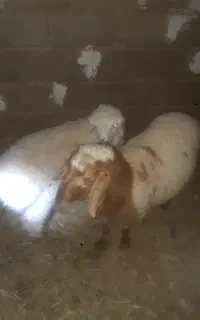 دوعدد بر ه نر یکی حدودن ۵۰کیلو یکی دیگه ۳۵