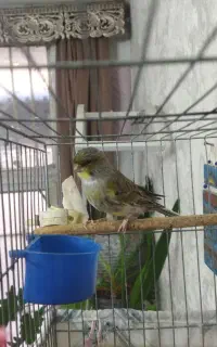 قناری نرو ماده