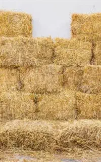 کاه جو دیم (کلش)
