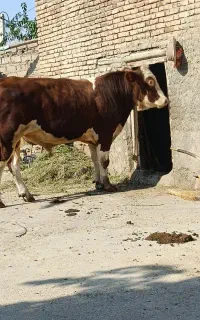 یک عدد گاو نر گوشتی بزرگ دندان در آورده کیلو ۷۰۰