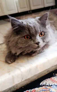 گربه نر جهت جفتگیری