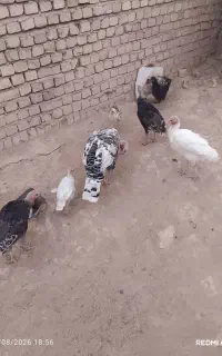 بوقلمون محلی