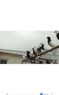 کبوتر