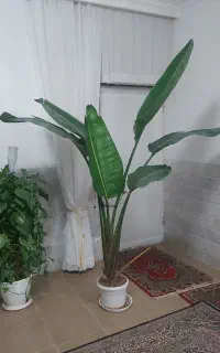 نیکولای لاکچری