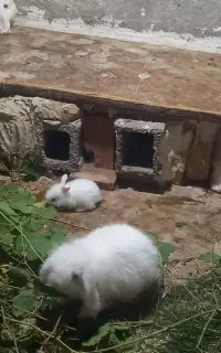خرگوش لوپ چشم آبی